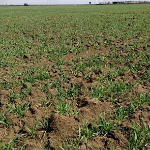 Ook de rassendemo wintertarwe van Limagrain voor de open dag van de Rusthoeve is goed aan de groei.