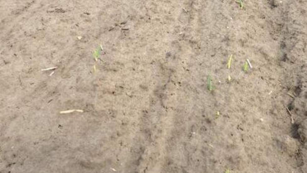 De eerste plantuien van biologische groententeler/akkerbouwer Reint Risseeuw staan in de vochtige Zeeuwse grond.