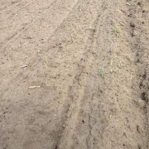 De eerste plantuien van biologische groententeler/akkerbouwer Reint Risseeuw staan in de vochtige Zeeuwse grond.