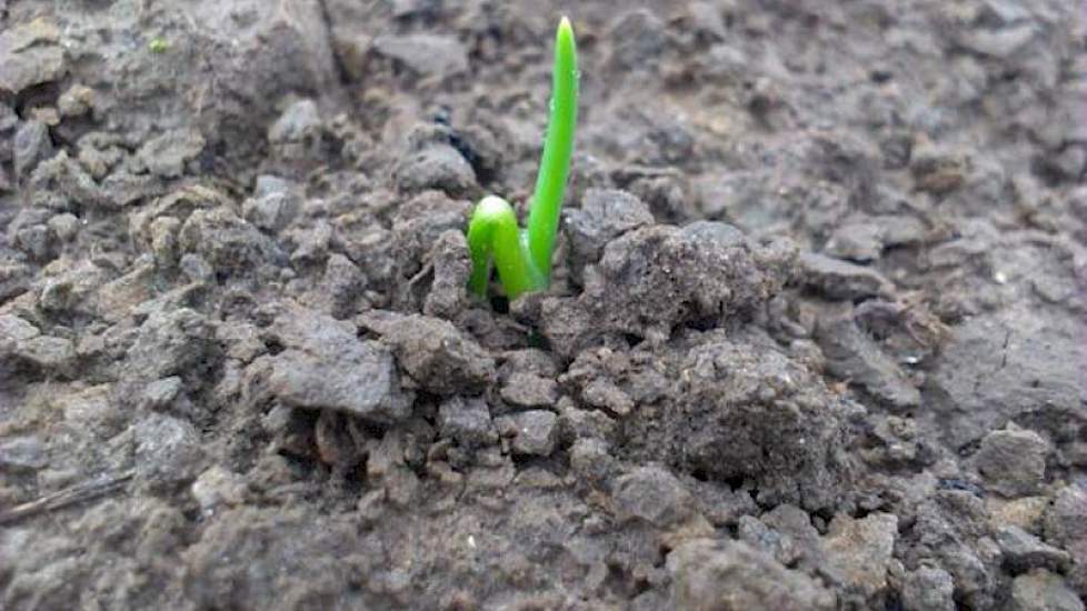 De plantuien op het demoveld van Mol Agrocom in Oude Tonge komen mooi boven.