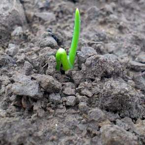 De plantuien op het demoveld van Mol Agrocom in Oude Tonge komen mooi boven.