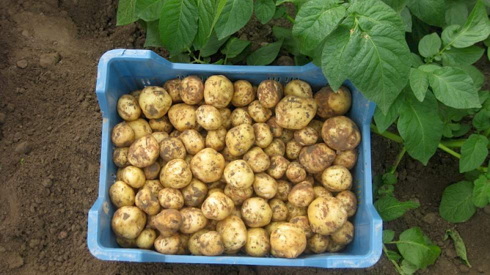 Het eerste kistje (6 kilogram) wordt op de veiling verkocht.