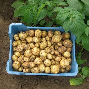 Het eerste kistje (6 kilogram) wordt op de veiling verkocht.