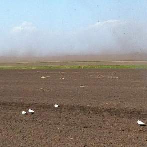 Flinke wind, grote stofwolken. ‘Wat een verschrikkelijk gezicht, hele kuubs grond waait overal heen.’, zegt akkerbouwer Jurgen Siebring uit Erica (Dr.)