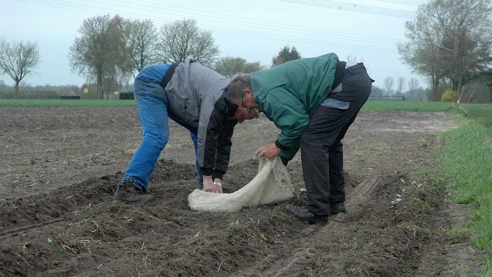 Deze aardappelen worden vervolgens direct weer handmatig uit de grond gehaald.