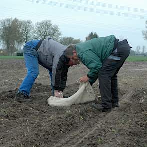 Deze aardappelen worden vervolgens direct weer handmatig uit de grond gehaald.