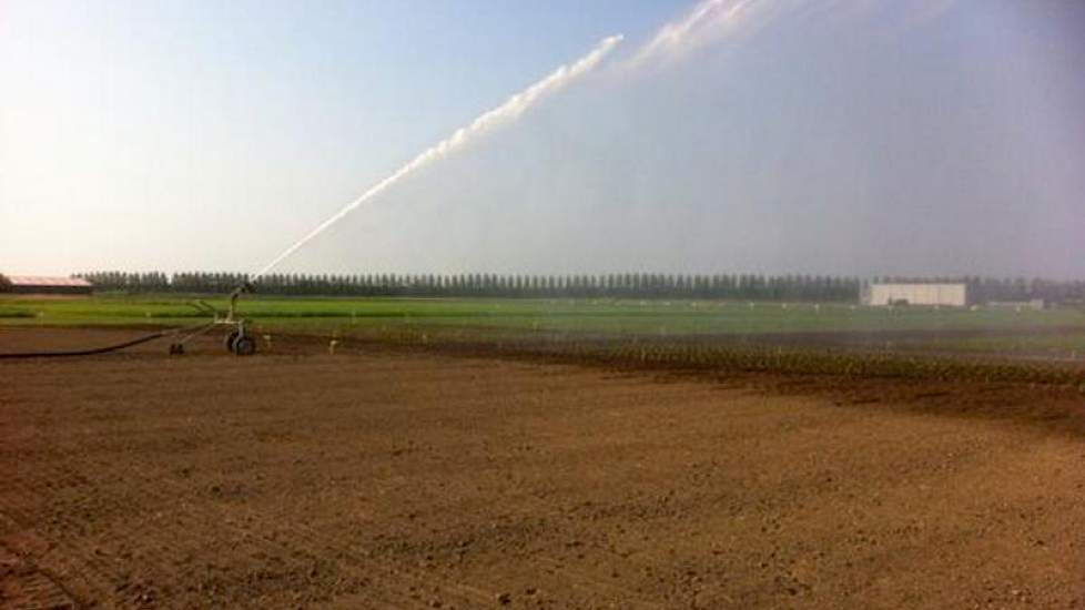 Jan van der Slik, vertegenwoordiger bij Mol Agrocom twittert een foto van een beregeningsinstallatie in de knolselderij in Zuidwest-Nederland.