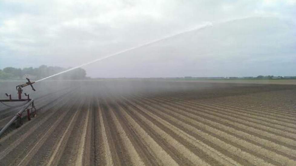 Akkerbouwer Douma uit Bant beregent zijn witlof. Er staan al circa 230.000 boven, twittert Arjan Douma. ‘Maar ze hebben het water wel nodig. We gooien er niet te veel op, maar de grond wordt er wel goed nat van.’