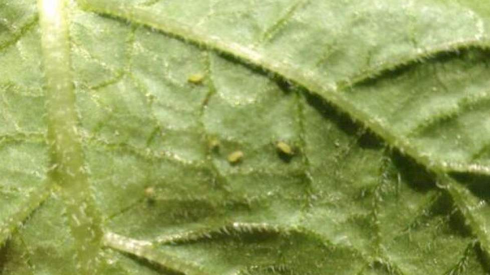 Vertegenwoordiger Henk de Vlieger van Mol Agrocom heeft luizen gevonden in de aardappelen.