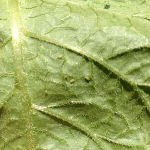 Vertegenwoordiger Henk de Vlieger van Mol Agrocom heeft luizen gevonden in de aardappelen.