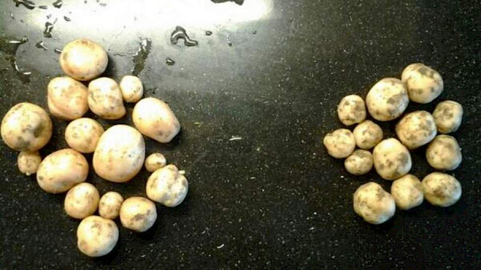 Michiel Buijsse heeft de eerste echte knollen gevonden onder zijn gewas. Links het ras Ukama, rechts Bintje. De akkerbouwer uit Biervliet zet zijn aardappelen deels af via huisverkoop.