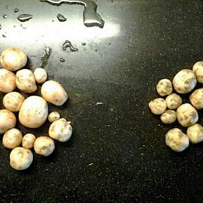 Michiel Buijsse heeft de eerste echte knollen gevonden onder zijn gewas. Links het ras Ukama, rechts Bintje. De akkerbouwer uit Biervliet zet zijn aardappelen deels af via huisverkoop.