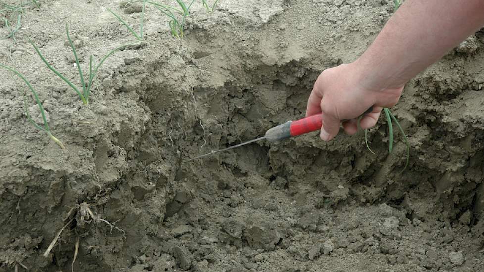 Ook ligt er een proefveld waar nu voor het derde jaar is gewerkt met de bodemverbeteraar PRP Sol. De verschillen tussen onbehandeld en behandeld zijn groot, zegt Jonas Klinkert van PRP Technologies. Hij wijst op een gat in de grond. ‘In het behandelde vel