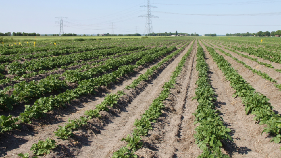 Begin juni zijn er al duidelijke verschillen zichtbaar. Terwijl enkele rijen volop loof hebben, blijft de loofontwikkeling op rijen er naast aanzienlijk achter. ‘De aardappelen in de rijen met meer blad zijn voorgekiemd, de andere twee rijen komen rechtst