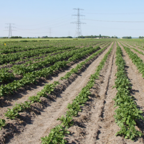 Begin juni zijn er al duidelijke verschillen zichtbaar. Terwijl enkele rijen volop loof hebben, blijft de loofontwikkeling op rijen er naast aanzienlijk achter. ‘De aardappelen in de rijen met meer blad zijn voorgekiemd, de andere twee rijen komen rechtst