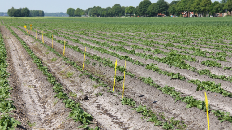 Achter ligt een bemestingsproef. Als basis is 200 kilo Kalisulfaat en 650 kilo Kas toegediend, aangevuld met een trapsgewijs verhoogde dosering van Kali. De gele bordjes markeren de grens tussen de verschillende doseringen.