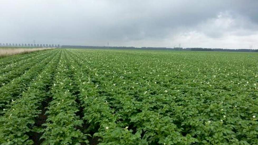 De Innovators van Hilchard Waalkens ‏uit Lelystad hebben het veld nog niet dicht, maar beginnen al wel flink te bloeien.