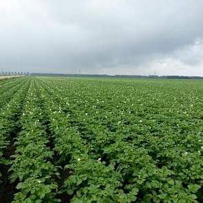 De Innovators van Hilchard Waalkens ‏uit Lelystad hebben het veld nog niet dicht, maar beginnen al wel flink te bloeien.