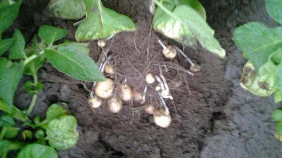 Ook de aardappelen van Erik Jan Rampen groeien goed door. ‘Ze hebben genoten van de regen’, aldus de akkerbouwer uit Biddinghuizen.