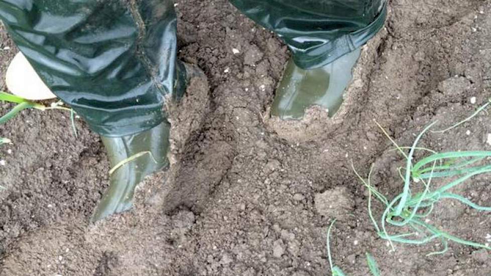Harry Schreuder heeft een rondje gemaakt langs de akkerbouwgewassen. Na de regen plakt de klei behoorlijk, aldus de akkerbouwer uit Swifterbant. In de maand juni heeft hij tot nu toe 40,4 millimeter regen gehad. De aardappelen van Schreuder (niet op de fo