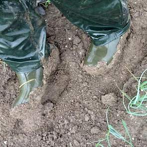 Harry Schreuder heeft een rondje gemaakt langs de akkerbouwgewassen. Na de regen plakt de klei behoorlijk, aldus de akkerbouwer uit Swifterbant. In de maand juni heeft hij tot nu toe 40,4 millimeter regen gehad. De aardappelen van Schreuder (niet op de fo