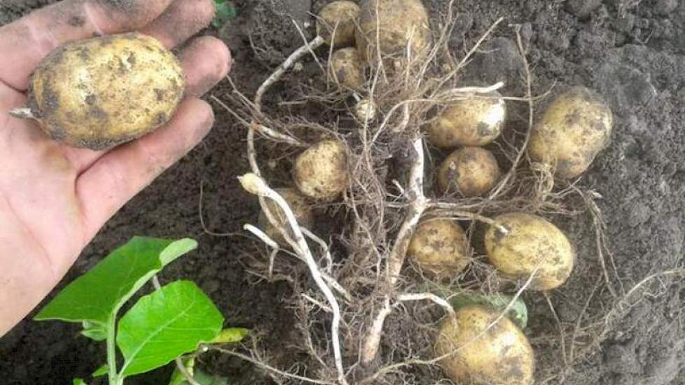 Twan van der heijden uit het Brabantse Soerendonk kreeg minder regen en heeft zijn aardappelen volop beregend. ‘Maar ik zie dat onze inspanning wordt beloond’, zegt de akkerbouwer. ‘De Fontane fritesaardappelen groeien super.’