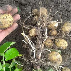 Twan van der heijden uit het Brabantse Soerendonk kreeg minder regen en heeft zijn aardappelen volop beregend. ‘Maar ik zie dat onze inspanning wordt beloond’, zegt de akkerbouwer. ‘De Fontane fritesaardappelen groeien super.’