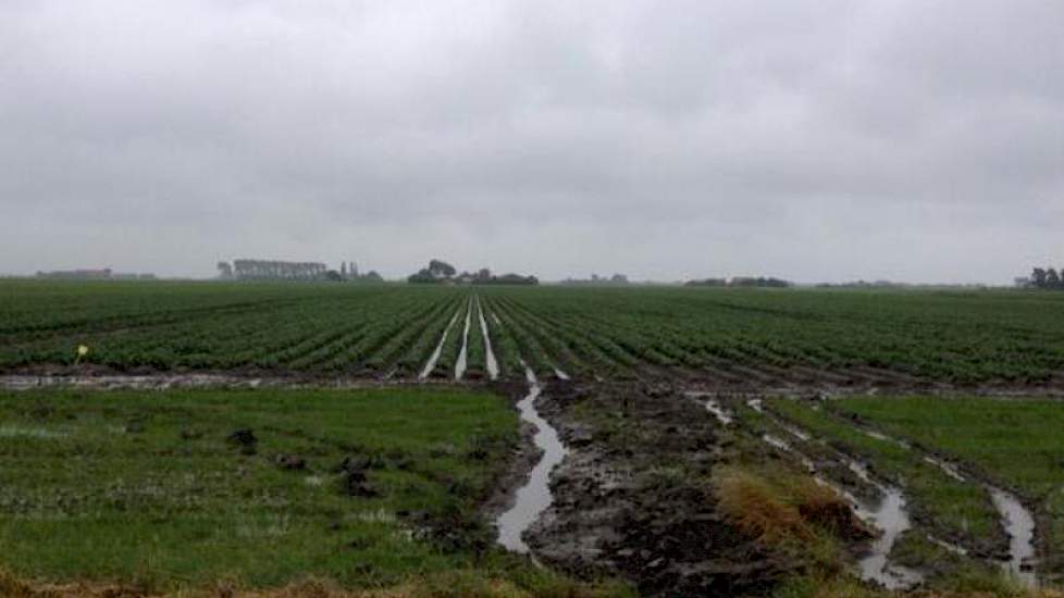 Henk de Vlieger, vertegenwoordiger bij Mol Agrocom constateert veel natheid in het zuidwesten. ‘Het totaal aantal millimeters vanaf vrijdag is 92. Het is nog steeds zeer nat tussen de aardappelbedden.’