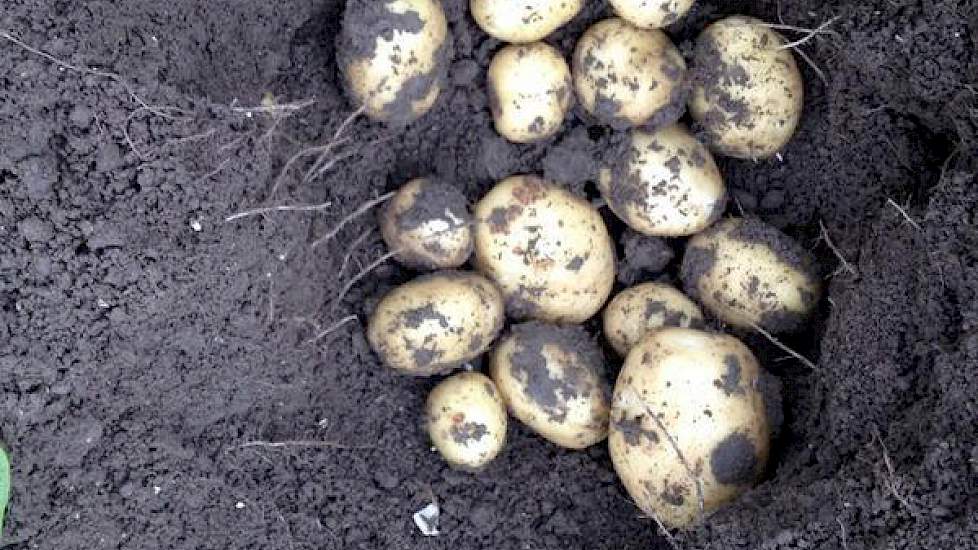 De vroege aardappelen van het ras Frieslander groeien ook hard, zegt Mark Versluis uit Emmeloord. ‘Nog een week en dan kunnen we hier ook beginnen met de oogst.’