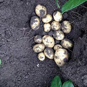 De vroege aardappelen van het ras Frieslander groeien ook hard, zegt Mark Versluis uit Emmeloord. ‘Nog een week en dan kunnen we hier ook beginnen met de oogst.’
