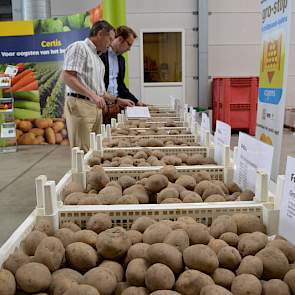 In de bedrijfshal lagen in de stand van Certis meerdere partijen consumptieaardappelen die op verschillende manieren behandeld zijn, met verschillende kiemremmingsmiddelen. Het verschil in knolvitaliteit was duidelijk te voelen en te zien.