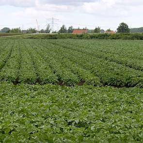 De aardappels van Jan en Arjen van den Dries zijn reeds uitgebloeid. 'Nu bijhouden tegen phytophthora.'