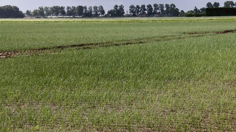 Uien nabij Westmaas. Ook dit perceel is nat.