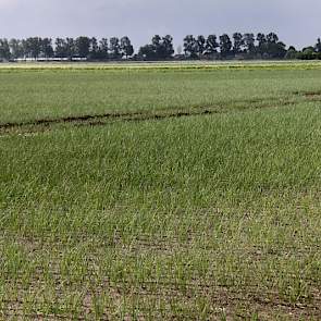 Uien nabij Westmaas. Ook dit perceel is nat.