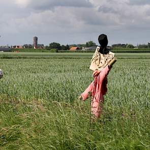 Tegenover de Koningshoeve in de Hoeksche Waard waken bijzondere vogelverschrikkers over de tarwe.