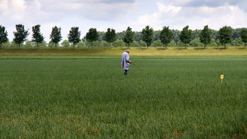 In ongeveer een dag loopt iemand door 4 hectare uien om het laatste onkruid aan te pakken.