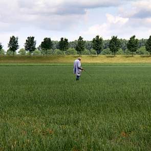 In ongeveer een dag loopt iemand door 4 hectare uien om het laatste onkruid aan te pakken.