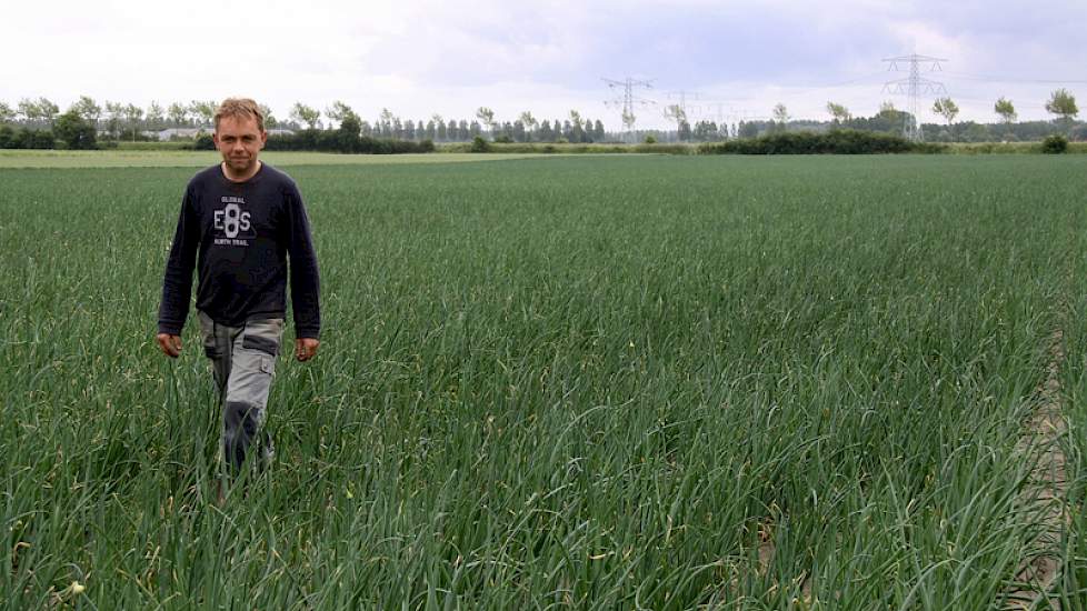 De tweedejaars Sturon plantuien staan goed. Ze moeten wel vandaag gespoten worden 'maar na de 8 mm regen vannacht is het te nat', volgens Arjen van den Dries.