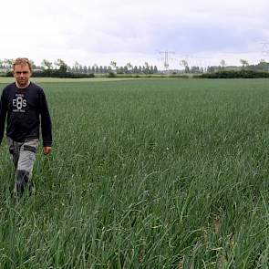De tweedejaars Sturon plantuien staan goed. Ze moeten wel vandaag gespoten worden 'maar na de 8 mm regen vannacht is het te nat', volgens Arjen van den Dries.