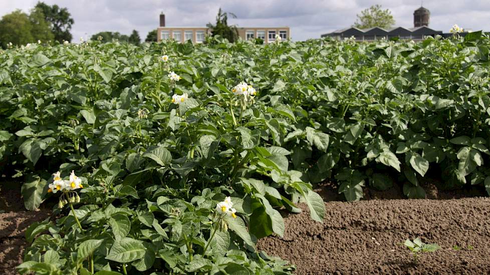 De aardappels liggen volgens akkerbouwer Joop Hoogerland niet veel achter, vergeleken met andere jaren in de Hoeksche Waard.