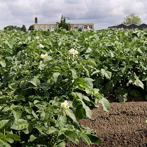 De aardappels liggen volgens akkerbouwer Joop Hoogerland niet veel achter, vergeleken met andere jaren in de Hoeksche Waard.