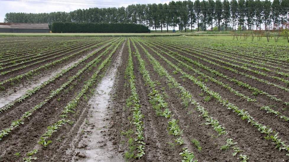 De witlof is geliefd bij duiven. Op het proefperceeltje staan verschillende rassen. Straks gaat Arjen van den Dries aanaarden.