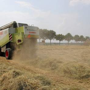 Het tweedejaars graszaad is de laatste dagen flink afgerijpt, vertelt akkerbouwer Harrie Berendsen.