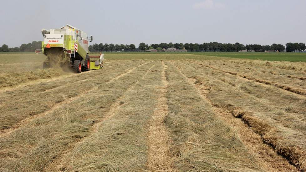 Het perceel bestaat uit lichte en zware grond. Op de lichte grond is het graszaad eerder rijp, het gewas op de zware grond wordt volgende week geoogst.