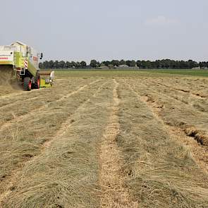Het perceel bestaat uit lichte en zware grond. Op de lichte grond is het graszaad eerder rijp, het gewas op de zware grond wordt volgende week geoogst.
