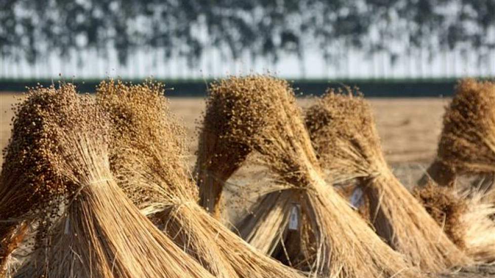 Oogst van de laatste vezel- en olievlasproeven bij veredelingsbedrijf Limagrain in Rilland. Na het plukken worden de vlasstengels zorgvuldig per ras opgebonden. Na het later ontzaden in de loods vinden dan opbrengst- en kwaliteitsbepalingen plaats. Naast