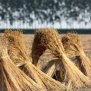 Oogst van de laatste vezel- en olievlasproeven bij veredelingsbedrijf Limagrain in Rilland. Na het plukken worden de vlasstengels zorgvuldig per ras opgebonden. Na het later ontzaden in de loods vinden dan opbrengst- en kwaliteitsbepalingen plaats. Naast