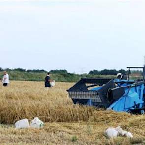 Oogst van opbrengstvelden zomergerst bij veredelingsbedrijf Limagrain in Rilland met speciale proefveldcombines.