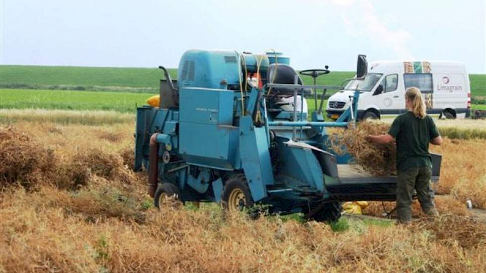 Oogst van erwtenproefvelden bij veredelingsbedrijf Limagrain in Rilland met speciale proefveldcombine. Hier worden zo'n 6.000 lijnen beproefd, waarvan 10 procent als veelbelovend doorgaat naar het volgende jaar.