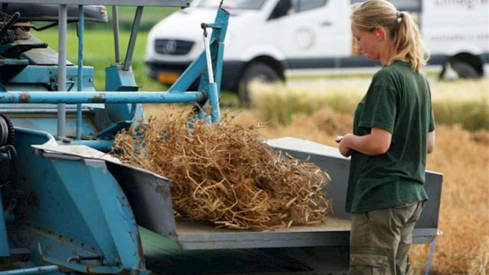 Limagrain werkt in Nederland aan de ontwikkeling van droge erwten (waaronder gele en groene erwten en schokkers) voor afzet in de veevoederindustrie. In Engeland loopt het doperwtenprogramma. Peulvruchten worden gezien als een duurzame eiwitbron en zijn b